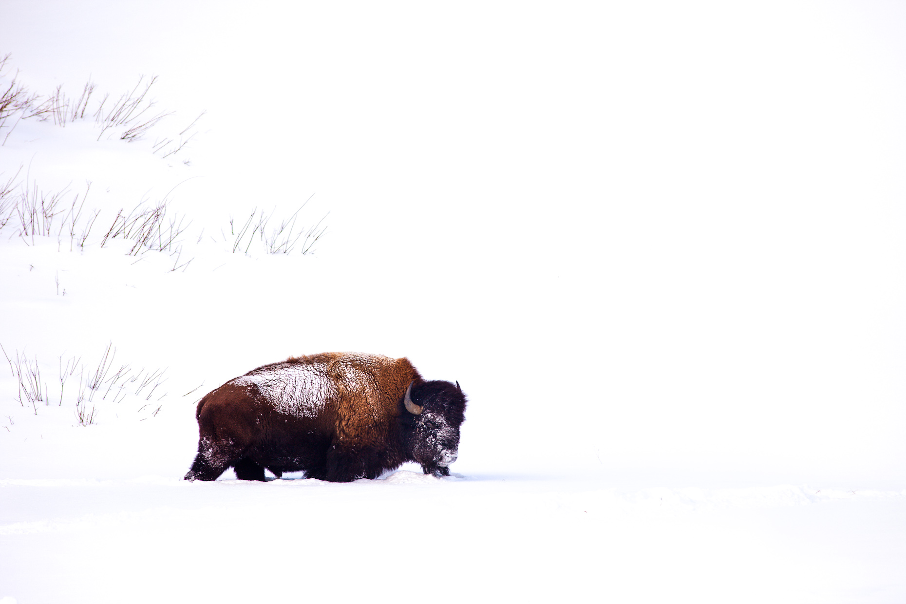 bison in snow Yellowstone