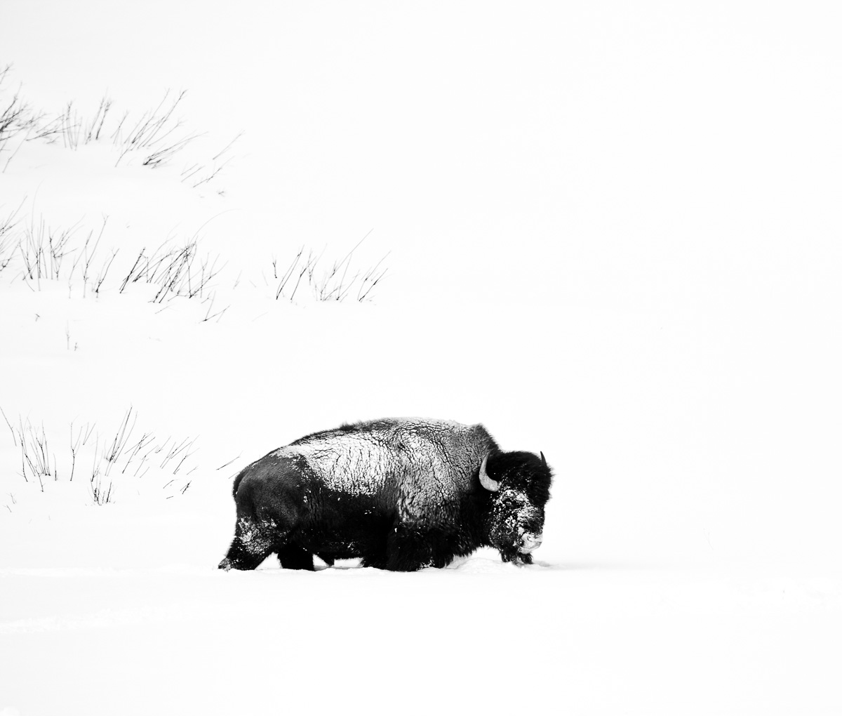 20110121_Yellowstone_0033BW