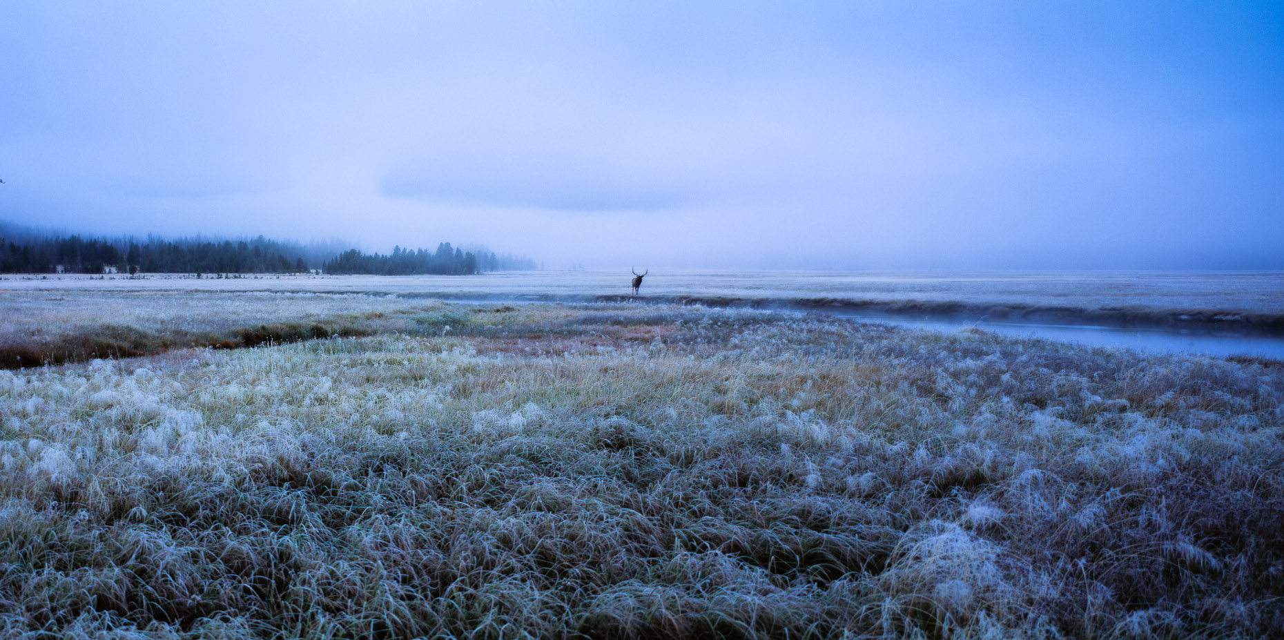 elk in meadow Yellowstone Park